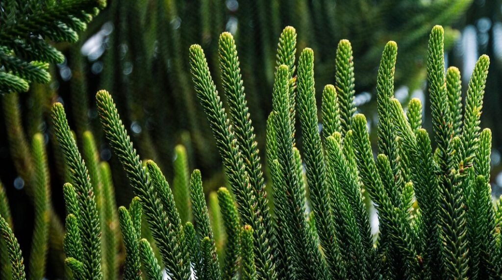 Is Norfolk Island Pine An Monocot Or Dicot